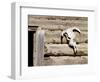 Cattle Skull on Cabin near Salmon, Idaho, USA-Chuck Haney-Framed Photographic Print