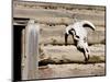 Cattle Skull on Cabin near Salmon, Idaho, USA-Chuck Haney-Mounted Photographic Print