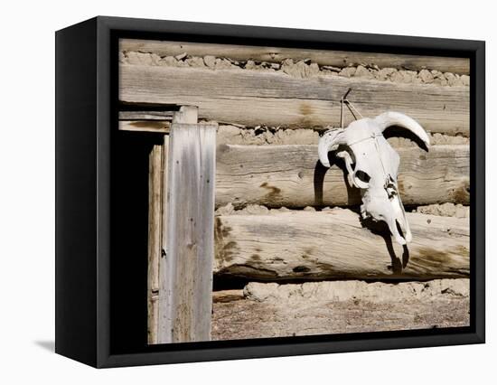 Cattle Skull on Cabin near Salmon, Idaho, USA-Chuck Haney-Framed Stretched Canvas