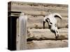 Cattle Skull on Cabin near Salmon, Idaho, USA-Chuck Haney-Stretched Canvas