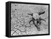 Cattle Skull on the Parched Earth-Arthur Rothstein-Framed Stretched Canvas