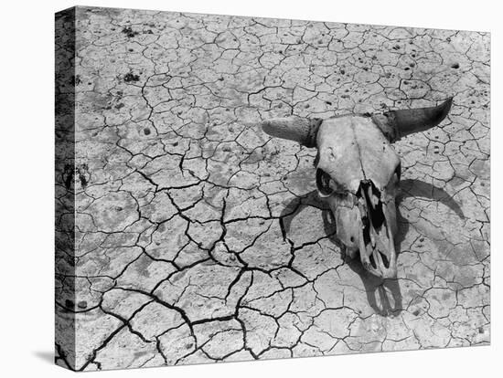 Cattle Skull on the Parched Earth-Arthur Rothstein-Stretched Canvas