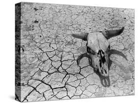 Cattle Skull on the Parched Earth-Arthur Rothstein-Stretched Canvas