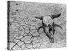 Cattle Skull on the Parched Earth-Arthur Rothstein-Stretched Canvas