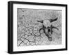 Cattle Skull on the Parched Earth-Arthur Rothstein-Framed Premium Photographic Print