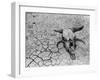 Cattle Skull on the Parched Earth-Arthur Rothstein-Framed Premium Photographic Print