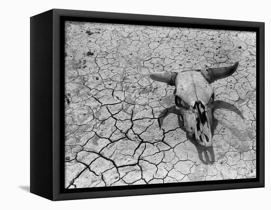 Cattle Skull on the Parched Earth-Arthur Rothstein-Framed Stretched Canvas