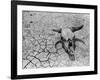 Cattle Skull on the Parched Earth-Arthur Rothstein-Framed Photographic Print