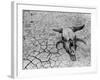 Cattle Skull on the Parched Earth-Arthur Rothstein-Framed Photographic Print