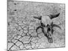 Cattle Skull on the Parched Earth-Arthur Rothstein-Mounted Photographic Print