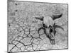 Cattle Skull on the Parched Earth-Arthur Rothstein-Mounted Photographic Print