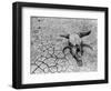 Cattle Skull on the Parched Earth-Arthur Rothstein-Framed Photographic Print