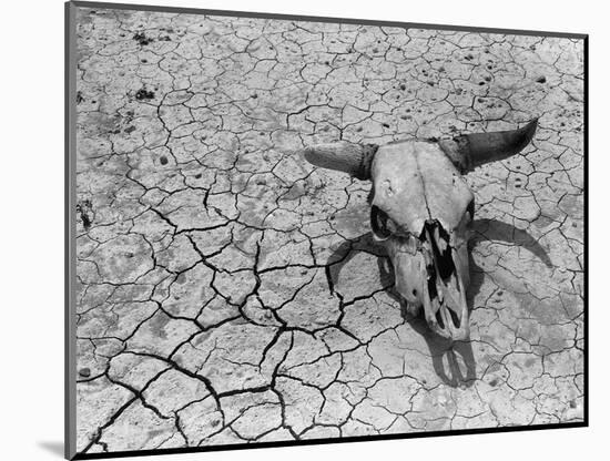 Cattle Skull on the Parched Earth-Arthur Rothstein-Mounted Photographic Print