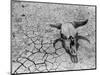 Cattle Skull on the Parched Earth-Arthur Rothstein-Mounted Photographic Print