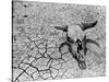 Cattle Skull on the Parched Earth-Arthur Rothstein-Stretched Canvas