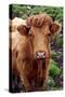 Cattle, Skye, Highland, Scotland-Peter Thompson-Stretched Canvas