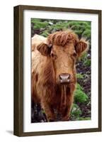 Cattle, Skye, Highland, Scotland-Peter Thompson-Framed Photographic Print