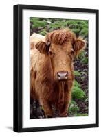 Cattle, Skye, Highland, Scotland-Peter Thompson-Framed Photographic Print