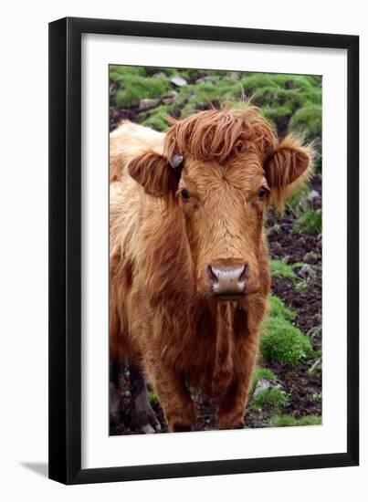 Cattle, Skye, Highland, Scotland-Peter Thompson-Framed Photographic Print