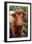 Cattle, Skye, Highland, Scotland-Peter Thompson-Framed Photographic Print