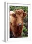 Cattle, Skye, Highland, Scotland-Peter Thompson-Framed Photographic Print