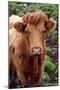 Cattle, Skye, Highland, Scotland-Peter Thompson-Mounted Photographic Print