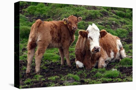 Cattle, Skye, Scotland-Peter Thompson-Stretched Canvas