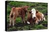 Cattle, Skye, Scotland-Peter Thompson-Stretched Canvas