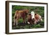 Cattle, Skye, Scotland-Peter Thompson-Framed Photographic Print