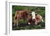 Cattle, Skye, Scotland-Peter Thompson-Framed Photographic Print