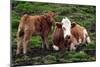 Cattle, Skye, Scotland-Peter Thompson-Mounted Photographic Print