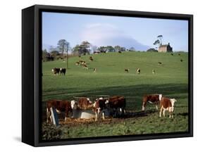 Cattle, South of Bray, County Wicklow, Leinster, Eire (Republic of Ireland)-Michael Short-Framed Stretched Canvas