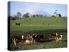 Cattle, South of Bray, County Wicklow, Leinster, Eire (Republic of Ireland)-Michael Short-Stretched Canvas