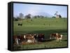 Cattle, South of Bray, County Wicklow, Leinster, Eire (Republic of Ireland)-Michael Short-Framed Stretched Canvas