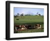 Cattle, South of Bray, County Wicklow, Leinster, Eire (Republic of Ireland)-Michael Short-Framed Photographic Print