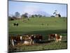 Cattle, South of Bray, County Wicklow, Leinster, Eire (Republic of Ireland)-Michael Short-Mounted Photographic Print
