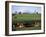 Cattle, South of Bray, County Wicklow, Leinster, Eire (Republic of Ireland)-Michael Short-Framed Photographic Print