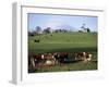 Cattle, South of Bray, County Wicklow, Leinster, Eire (Republic of Ireland)-Michael Short-Framed Photographic Print