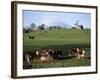 Cattle, South of Bray, County Wicklow, Leinster, Eire (Republic of Ireland)-Michael Short-Framed Photographic Print