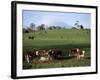 Cattle, South of Bray, County Wicklow, Leinster, Eire (Republic of Ireland)-Michael Short-Framed Photographic Print