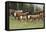 Cattle Standing on Landscape-David R. Frazier-Framed Stretched Canvas