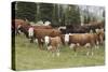 Cattle Standing on Landscape-David R. Frazier-Stretched Canvas
