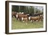 Cattle Standing on Landscape-David R. Frazier-Framed Photographic Print