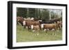 Cattle Standing on Landscape-David R. Frazier-Framed Photographic Print