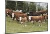 Cattle Standing on Landscape-David R. Frazier-Mounted Photographic Print