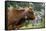 Cattle, Switzerland-Bob Gibbons-Framed Stretched Canvas