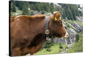 Cattle, Switzerland-Bob Gibbons-Stretched Canvas