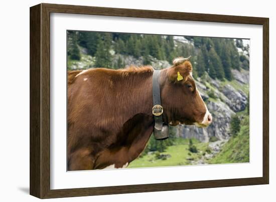 Cattle, Switzerland-Bob Gibbons-Framed Photographic Print