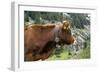 Cattle, Switzerland-Bob Gibbons-Framed Photographic Print