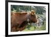 Cattle, Switzerland-Bob Gibbons-Framed Photographic Print